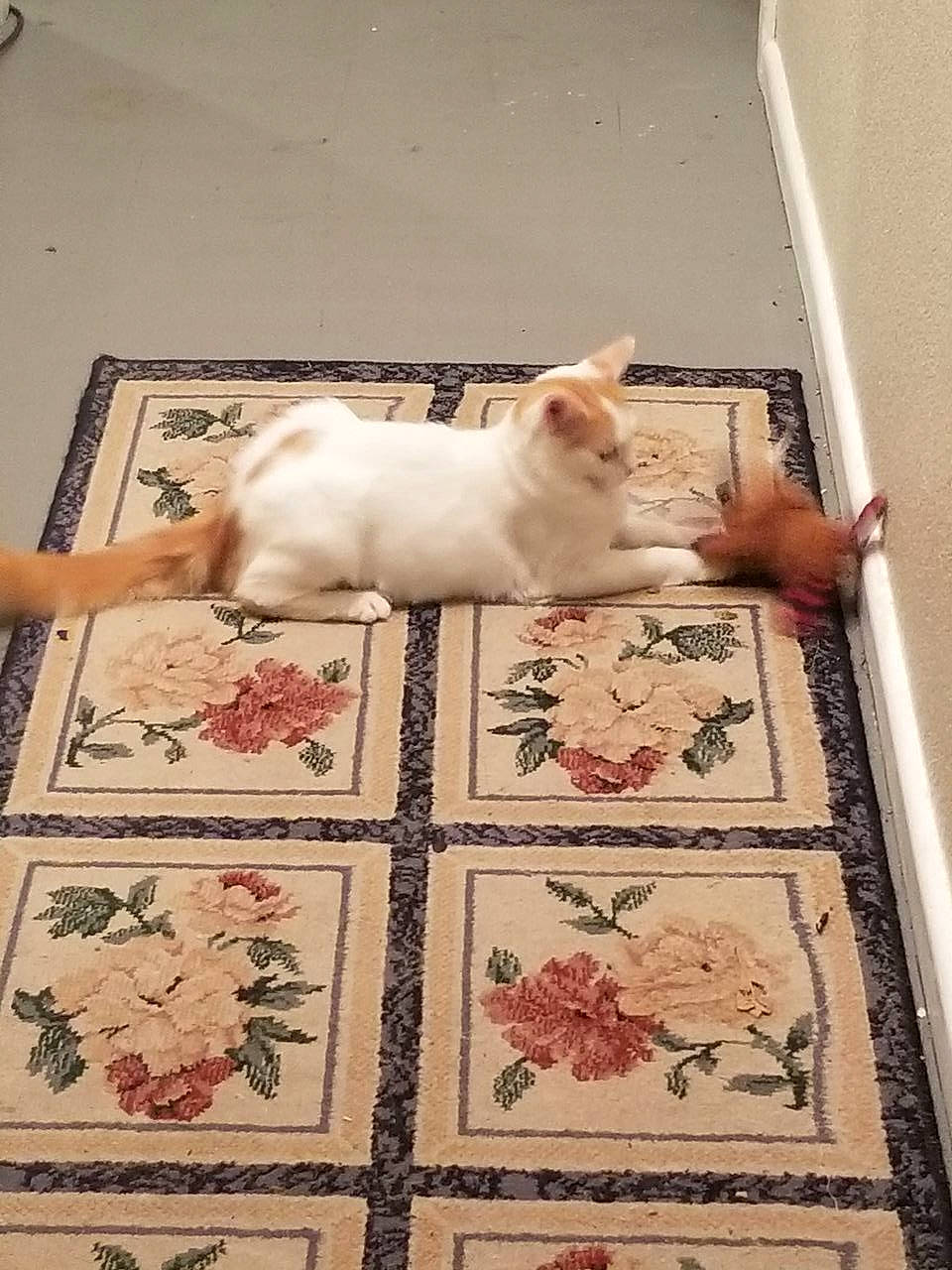 Jojo joined the competition — help win amazing prizes! art, carnivore, carpet, cat, creative_arts, fawn, felidae, floor, flooring, fur, hardwood, linens, pattern, rectangle, room, small_to_medium_sized_cats, tail, textile, whiskers, wood