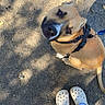 Milo is registered to the contest to win money with this photo: dog, canine, pet, animal, brown_dog, harness, leash, outdoor, sidewalk, ground, portrait, looking_up, expressive, eyes, snout, ears, standing, person, shoes, sunlight
