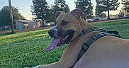 Milo is registered to the contest to win money with this photo: dog, canine, pet, brown_dog, lying_down, grass, outdoor, park, sunny, daytime, harness, collar, tongue_out, panting, happy, relaxed, animal, portrait, trees, blue_sky