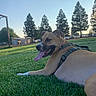 dog, canine, pet, brown_dog, lying_down, grass, outdoor, park, sunny, daytime, harness, collar, tongue_out, panting, happy, relaxed, animal, portrait, trees, blue_sky
