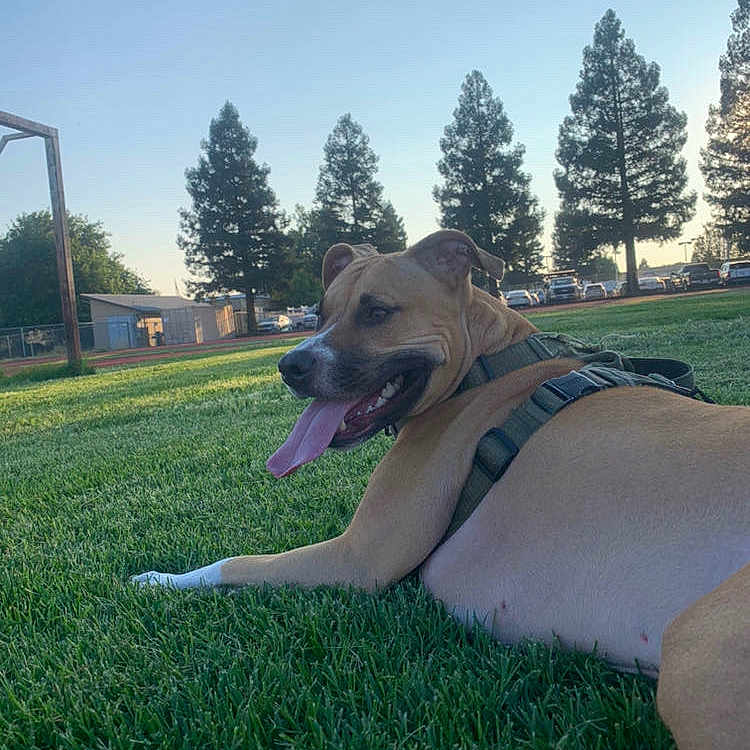 Milo is registered to the contest to win money with this photo: dog, canine, pet, brown_dog, lying_down, grass, outdoor, park, sunny, daytime, harness, collar, tongue_out, panting, happy, relaxed, animal, portrait, trees, blue_sky
