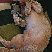 Kazy participe au concours pour gagner de l'argent avec cette photo : dog, lying_down, toy, plush_toy, indoor, carpet, relaxed, pet, brown_dog, looking_at_camera, paws, fur, animal, cute, companion, home, resting, spotty_fur, ears, canine