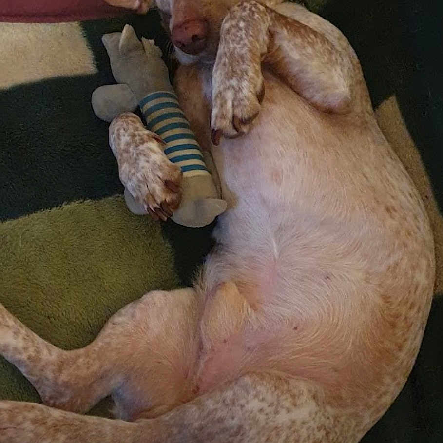 Kazy participe au concours pour gagner de l'argent avec cette photo : animal, brown_dog, canine, carpet, companion, cute, dog, ears, fur, home, indoor, looking_at_camera, lying_down, paws, pet, plush_toy, relaxed, resting, spotty_fur, toy