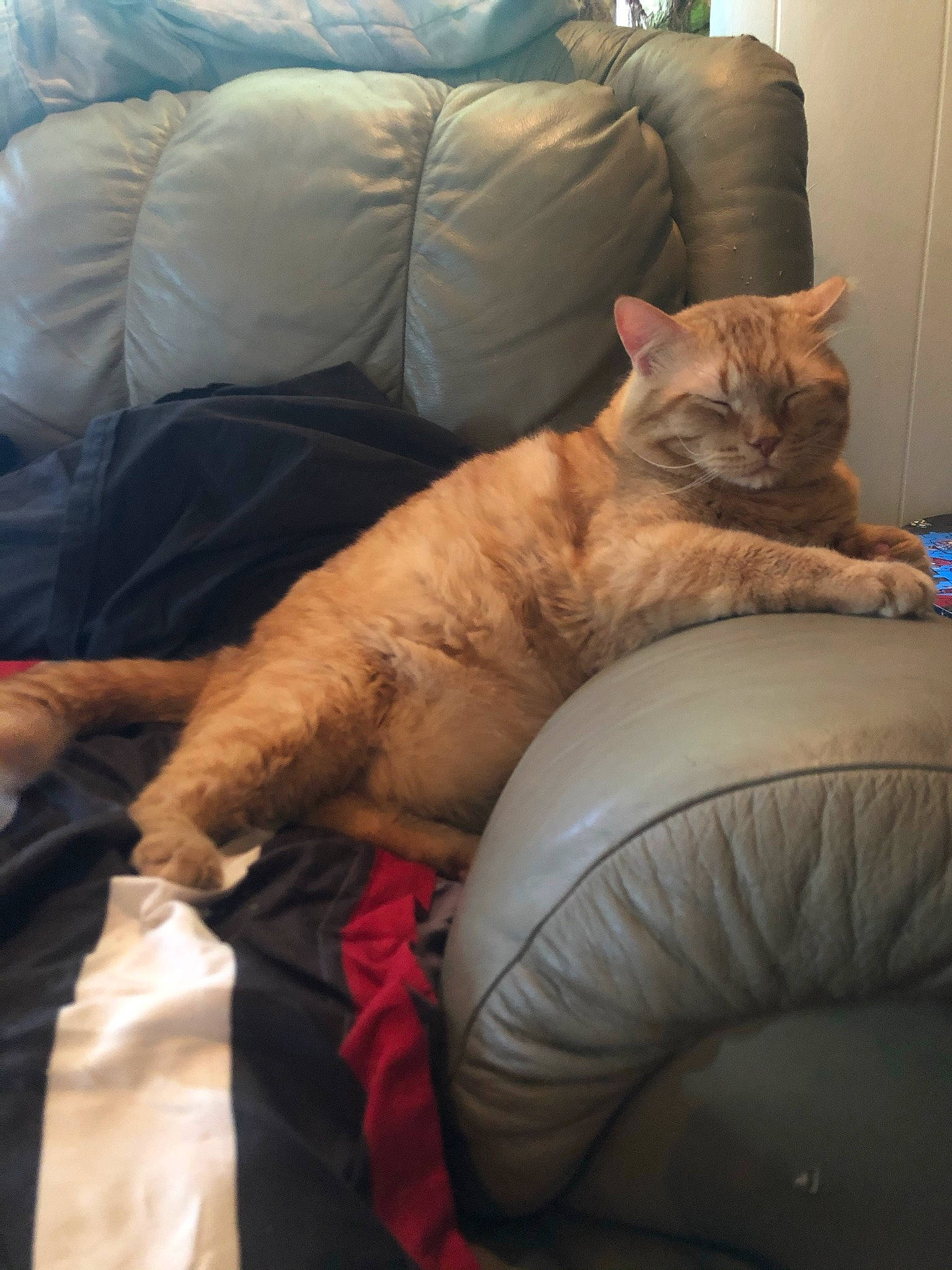 Chad is registered to the contest to win money with this photo: carnivore, cat, comfort, companion_dog, couch, domestic_short_haired_cat, fawn, felidae, fur, hardwood, human_leg, lap, leg, linens, nap, room, small_to_medium_sized_cats, tail, whiskers, wood