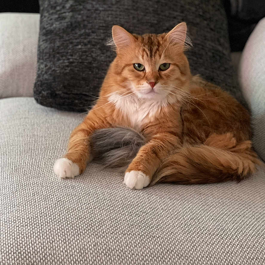 Olympe a rejoint le concours — aidez-le/la à gagner de superbes lots ! abyssinian, animal, architecture, building, cat, chair, couch, cushion, electronics, furniture, homedecor, indoors, kitten, livingroom, manx, mobilephone, person, pet, phone, room