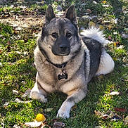 Aksel is registered to the contest to win money with this photo: dog, outdoor, grass, leaf, sunlight, animal, pet, canine, fluffy_tail, collar, nature, relaxed, lying_down, autumn, daylight, fur, ears, muzzle, eyes, shadow