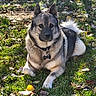 dog, outdoor, grass, leaf, sunlight, animal, pet, canine, fluffy_tail, collar, nature, relaxed, lying_down, autumn, daylight, fur, ears, muzzle, eyes, shadow