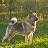 Aksel is registered to the contest to win money with this photo: dog, outdoor, grass, sunlight, animal, pet, canine, fur, tail, ears, nature, yard, greenery, standing, alert, daylight, mammal, collar, profile, shadow