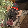 Aksel joined the competition — help win amazing prizes! dog, elf_hat, christmas_tree, holiday, festive, pet, tongue_out, happy, indoor, carpet, decorations, celebration, cute, smiling, canine, christmas_lights, holiday_spirit, funny_hat, cheerful, animal