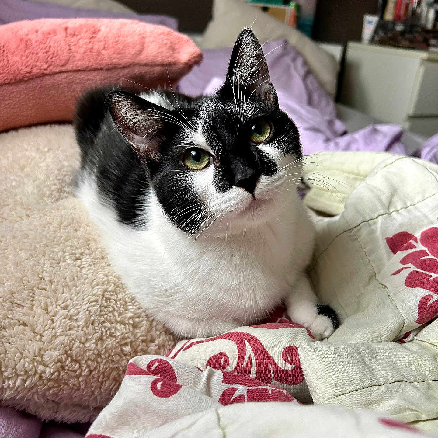 Pipou participe au concours pour gagner de l'argent avec cette photo : abyssinian, animal, bed, bedroom, blanket, cat, couch, cushion, furniture, homedecor, indoors, kitten, linen, manx, person, pet, pillow, quilt, room, siamese
