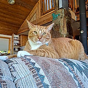 Goose is registered to the contest to win money with this photo: cat, orange_tabby, feline, indoor, couch, patterned_fabric, wooden_ceiling, cozy, rustic, home_interior, relaxed, pet, domestic_animal, whiskers, green_eyes, paws, furniture, living_room, house, resting