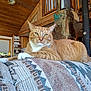 cat, orange_tabby, feline, indoor, couch, patterned_fabric, wooden_ceiling, cozy, rustic, home_interior, relaxed, pet, domestic_animal, whiskers, green_eyes, paws, furniture, living_room, house, resting
