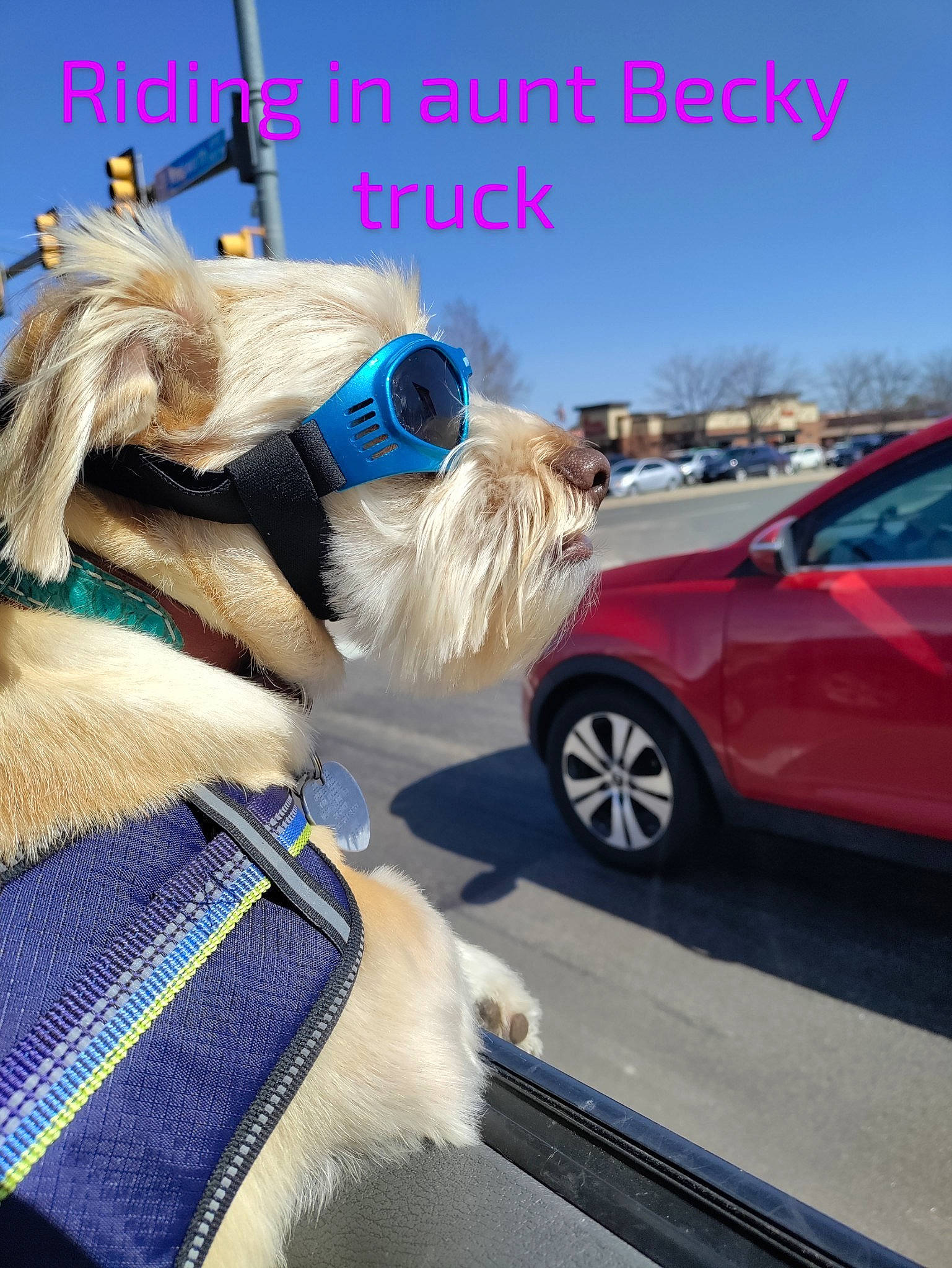 Dexter is registered to the contest to win money with this photo: automotive_lighting, automotive_tire, car, carnivore, collar, dog, dog_clothes, dog_supply, eyewear, glasses, goggles, hood, motor_vehicle, pet_supply, sunglasses, tire, vehicle, vehicle_door, vision_care, wheel