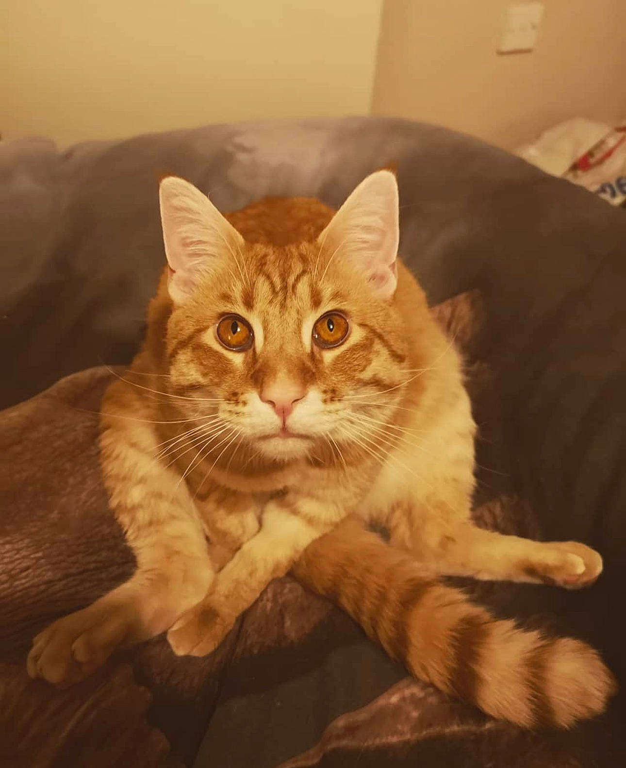 George is registered to the contest to win money with this photo: art, carnivore, cat, claw, comfort, domestic_short_haired_cat, eye, fawn, felidae, foot, fur, paw, sitting, small_to_medium_sized_cats, snout, tail, tree, whiskers, window, wood