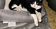 Whiskers joined the competition — help win amazing prizes! animal, black_and_white, blanket, carpet, cat, comfortable, couch, cozy, curious, domestic_cat, feline, fur, home, indoor, living_room, paws, pet_bed, relaxed, resting, stretching