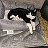 animal, black_and_white, blanket, carpet, cat, comfortable, couch, cozy, curious, domestic_cat, feline, fur, home, indoor, living_room, paws, pet_bed, relaxed, resting, stretching