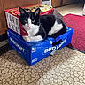 Whiskers is registered to the contest to win money with this photo: animal, black_and_white_cat, box, bud_light_box, cabinet, cardboard_box, cat, curious, cute, domestic_animal, feline, floor, green_eyes, indoor, kitchen, looking_at_camera, patterned_floor, pet, red_rug, resting