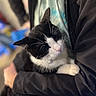 Whiskers joined the competition — help win amazing prizes! animal, arms, black_and_white_cat, blurred_background, cat, close_up, comfort, companionship, cute, domestic_animal, feline, fur, holding, indoor, person, pet, relaxation, sleeping, soft, whiskers