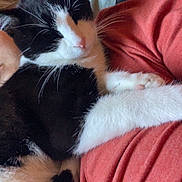 Whiskers joined the competition — help win amazing prizes! animal, black_and_white, cat, close_up, clothing, comfort, companion, cozy, cuddle, cute, fur, indoor, nap, person, pet, red_shirt, relaxed, resting, soft, whiskers