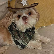 Eddie is registered to the contest to win money with this photo: adorable, animal, bandana, brown, camouflage, closeup, costume, couch, cowboy_hat, cute, dog, fluffy, fur, indoor, pet, portrait, puppy, relaxed, small_dog, white