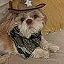 adorable, animal, bandana, brown, camouflage, closeup, costume, couch, cowboy_hat, cute, dog, fluffy, fur, indoor, pet, portrait, puppy, relaxed, small_dog, white