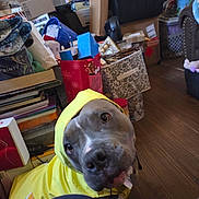 Star is registered to the contest to win money with this photo: bags, boxes, brown_floor, canine, casual, closeup, cluttered_room, container, curious, dog, domestic_animal, head_tilt, household_items, indoor, looking_up, messy, pet, storage, wooden_floor, yellow_raincoat