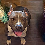 Star joined the competition — help win amazing prizes! dog, pet, indoor, floor, smiling, tongue_out, brown, white, ears_up, happy, looking_up, canine, domestic_animal, animal_face, four_legs, friendly, playful, companion, household, wood_floor