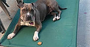 Star joined the competition — help win amazing prizes! animal, canine, collar, concrete, dog, fence, gray_dog, looking, outdoor, paw, pet, pet_bed, plastic_chairs, porch, relaxing, resting, sunlight, treat, white_paws, yard