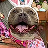 Star joined the competition — help win amazing prizes! animal, bunny_ears, celebration, colorful, costume, cute, dog, easter_decorations, festive, flowers, happy, holiday, indoor, person_arm, pet, pink_clothing, plush, smiling, spring, wooden_shelf