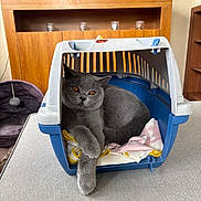 Mertal is registered to the contest to win money with this photo: cat, gray_cat, pet_carrier, blanket, indoor, furniture, wooden_cabinet, television, relaxed, cozy, animal, pet, resting, fur, orange_eyes, domestic_cat, home, comfort, cute, mammal