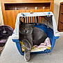 cat, gray_cat, pet_carrier, blanket, indoor, furniture, wooden_cabinet, television, relaxed, cozy, animal, pet, resting, fur, orange_eyes, domestic_cat, home, comfort, cute, mammal