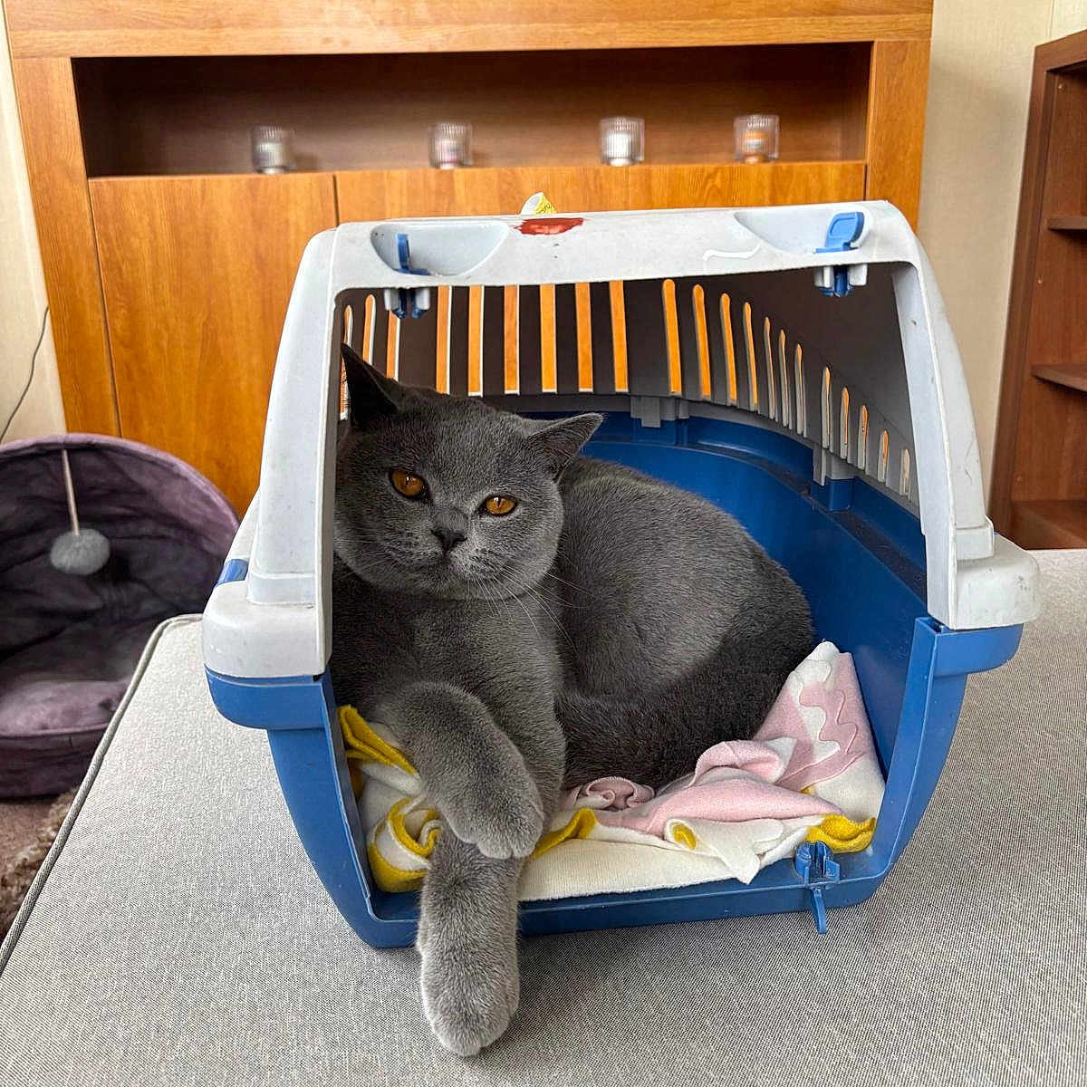 Mertal is registered to the contest to win money with this photo: animal, blanket, cat, comfort, cozy, cute, domestic_cat, fur, furniture, gray_cat, home, indoor, mammal, orange_eyes, pet, pet_carrier, relaxed, resting, television, wooden_cabinet