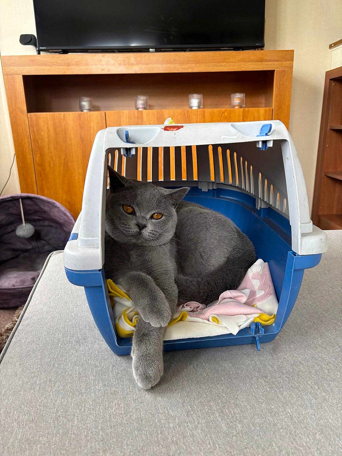 Mertal is registered to the contest to win money with this photo: cat, gray_cat, pet_carrier, blanket, indoor, furniture, wooden_cabinet, television, relaxed, cozy, animal, pet, resting, fur, orange_eyes, domestic_cat, home, comfort, cute, mammal