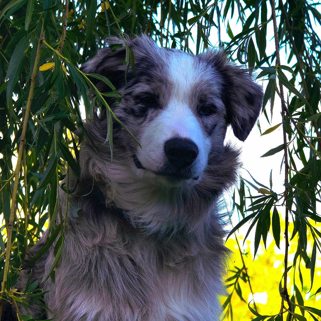 Alaska a rejoint le concours — aidez-le/la à gagner de superbes lots ! dog, outdoor, greenery, leaves, nature, fur, pet, animal, canine, portrait, grass, sunlight, tree, bush, closeup, quiet, peaceful, fluffy, head, ears