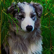 Alaska a rejoint le concours — aidez-le/la à gagner de superbes lots ! dog, canine, fluffy, fur, outdoor, greenery, leaves, nature, pet, portrait, animal, cute, sitting, willow, serene, closeup, muzzle, ears, snout, beauty