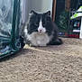 Sylvester joined the competition — help win amazing prizes! cat, black_and_white, fluffy, carpet, indoor, pet, animal, feline, sitting, looking, fur, whiskers, ears, home, shelf, plastic_cover, floor, room, curious, domestic