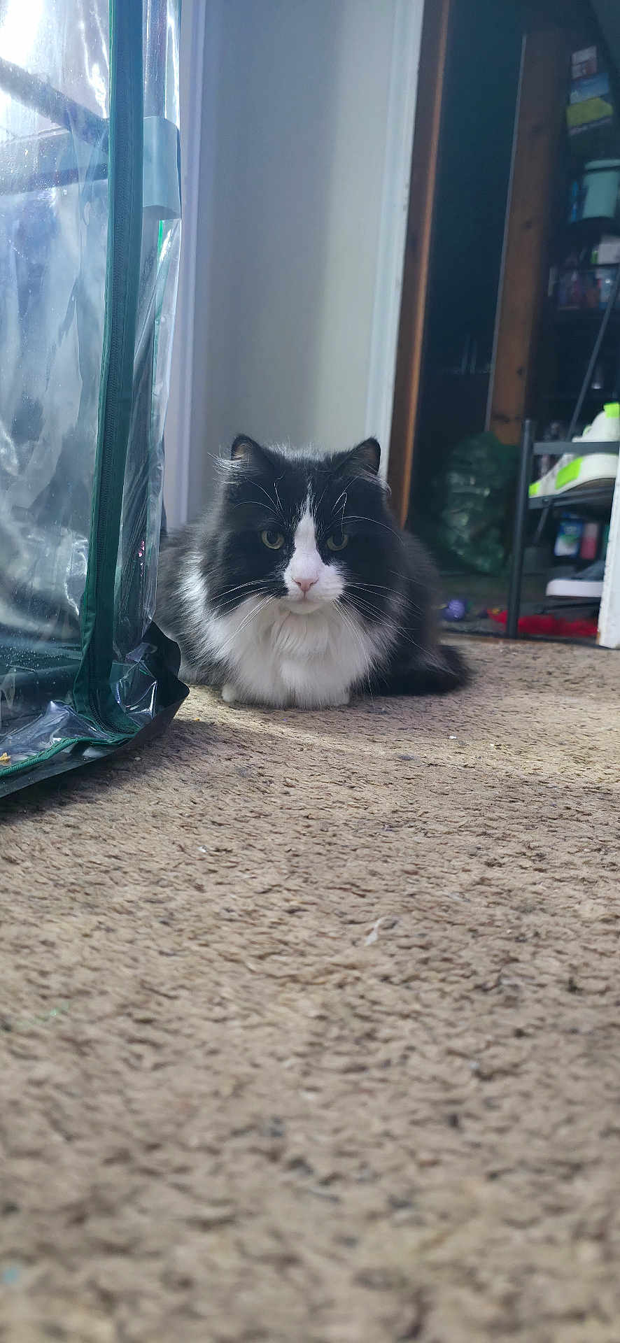 Sylvester joined the competition — help win amazing prizes! cat, black_and_white, fluffy, carpet, indoor, pet, animal, feline, sitting, looking, fur, whiskers, ears, home, shelf, plastic_cover, floor, room, curious, domestic