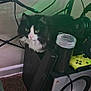 cat, black_and_white_cat, pet, indoor, electronics, gaming_controller, headphones, computer_mouse, desk, led_lights, speaker, carpet, cable, plastic_container, green_objects, technology, furniture, closeup, animal, curious