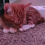 Freya is registered to the contest to win money with this photo: kitten, cat, sleeping, ginger, white_paws, carpet, indoor, pet, cozy, fur, cute, small, resting, animal, domestic_cat, quiet, corner, relaxed, young, feline