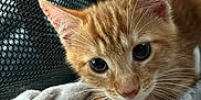 Freya is registered to the contest to win money with this photo: kitten, cat, orange_tabby, close_up, towel, soft_texture, curious_eyes, pet, animal, feline, whiskers, ears, cute, young, resting, indoor, mesh_background, fur, paw, domestic_cat