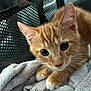 animal, cat, close_up, curious_eyes, cute, domestic_cat, ears, feline, fur, indoor, kitten, mesh_background, orange_tabby, paw, pet, resting, soft_texture, towel, whiskers, young