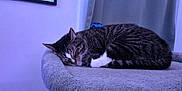 Taz joined the competition — help win amazing prizes! cat, tabby, sleeping, feline, pet, indoor, cozy, fur, whiskers, paws, resting, animal, cute, domestic, soft, gray, quiet, calm, household, nap