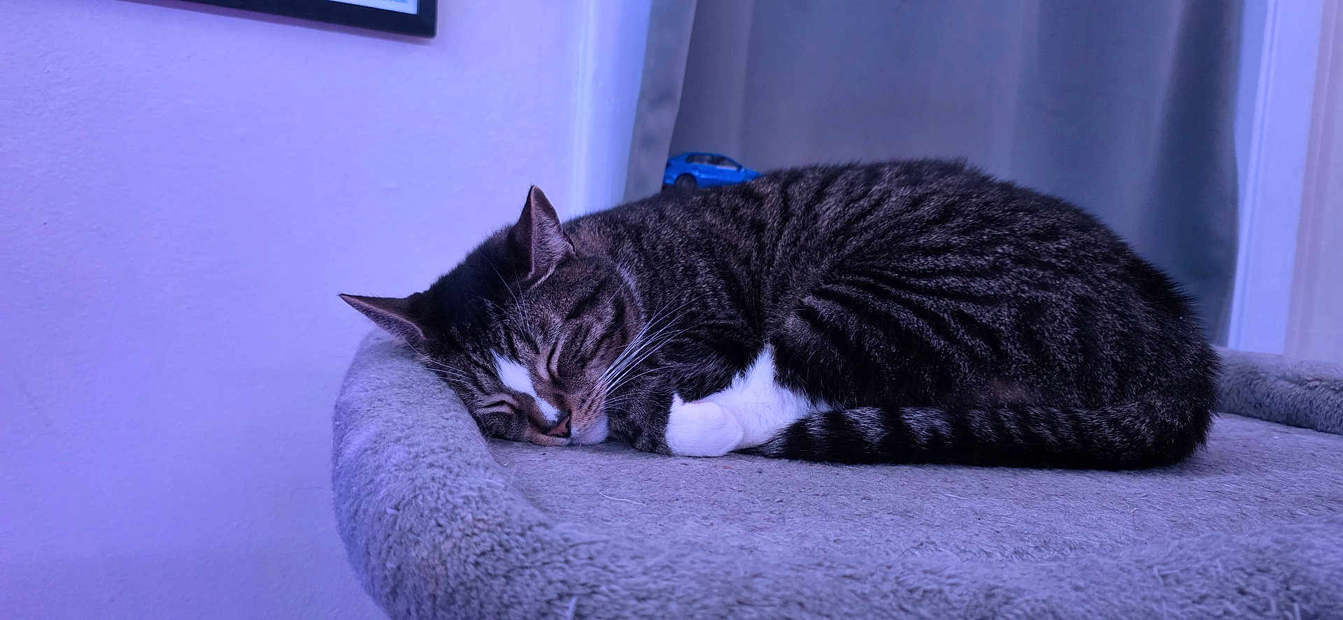Taz