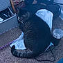 Taz joined the competition — help win amazing prizes! cat, tabby_cat, carpet, plastic_bag, box, cracker_box, black_bag, cup, floor, indoor, pet, feline, resting, curled_up, household_items, cozy, relaxed, tabby, domestic_cat, cluttered