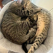 Chris And Leon is registered to the contest to win money with this photo: cats, three_cats, tabby, sleeping, snuggling, pet_bed, furry, striped_fur, indoor, cozy, relaxed, animal, whiskers, ears, tail, stretching, cuddling, home, photography, cute