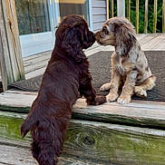 Bubba And Lola joined the competition — help win amazing prizes! adorable, animal_interaction, brown_dog, companions, cute, daylight, deck, dogs, friendship, furry, nature, nose_touch, outdoor, pets, playful, porch, puppies, spotted_dog, wooden_steps, young_dogs