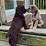 adorable, animal_interaction, brown_dog, companions, cute, daylight, deck, dogs, friendship, furry, nature, nose_touch, outdoor, pets, playful, porch, puppies, spotted_dog, wooden_steps, young_dogs