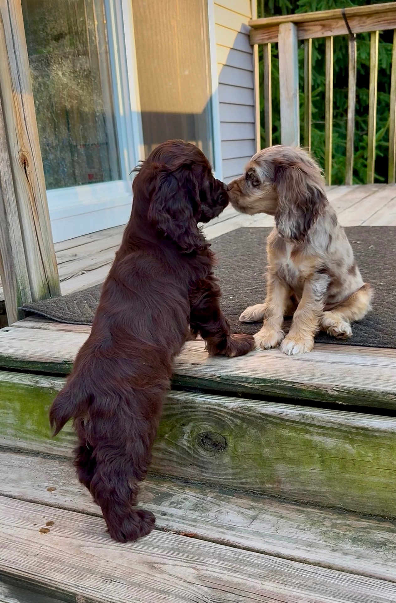 Bubba And Lola