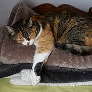 Véronique Gendron a rejoint le concours — aidez-le/la à gagner de superbes lots ! cat, calico, sleeping, blanket, stack, cozy, paw, feline, indoor, resting, fur, bedroom, comfort, wood, texture, peaceful, animal, cute, relaxed, pet