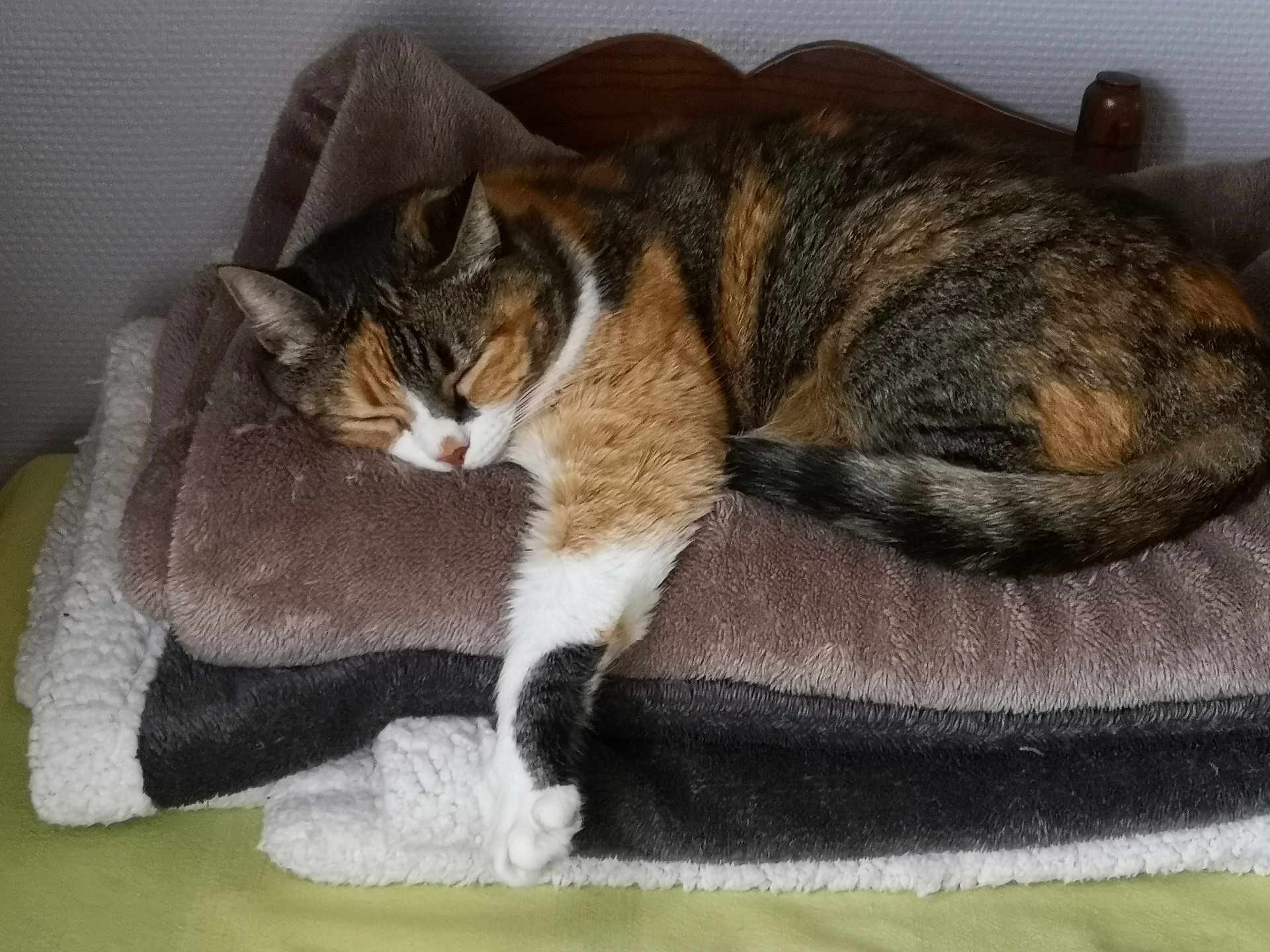 Véronique Gendron a rejoint le concours — aidez-le/la à gagner de superbes lots ! cat, calico, sleeping, blanket, stack, cozy, paw, feline, indoor, resting, fur, bedroom, comfort, wood, texture, peaceful, animal, cute, relaxed, pet